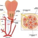 폐(호흡) 조절을 위한 chemoreceptor(carotid body), mechanical receptor(baroreceptor) 이미지