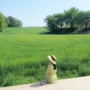 대덕로 | 이제는 겹벚꽃 타임! 당진 카페 피어라 청보리밭 벚꽃 명소 방문 후기