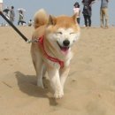 중앙통닭 이미지