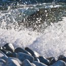 고래고래 이미지