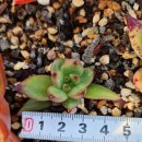 솔레미오 이미지