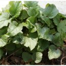 다마내기 이미지