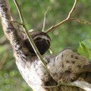 나무늘보 이미지