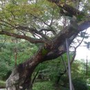 경성중학교 | 서울의 고궁 경희궁과 사직단