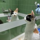 미모고양이 이미지