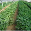 약용작물센터 이미지