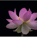 의왕초평연꽃-1 이미지