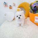 더 샵 동물메디컬센터 이미지