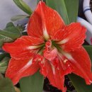 아마릴리스 이미지