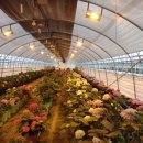 장일농장 이미지