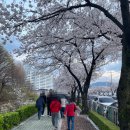 김천정보통신공사 | 김천 연화지 벚꽃 후기 | 2026 연화지 벚꽃축제 정보 + 봉황대 야경