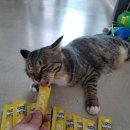 너와펫(PET) 이미지