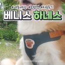 강아지 하네스 리드줄 추천 베니스 사용 후기