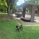 하늘식품가공 | 퍼그 강아지영양식 도그트릿 네츄럴스 강아지덴탈껌 칠면조 블루베리 후기