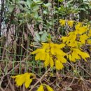 개나리봄약국 이미지