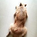 자유분방구