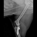 본 동물메디컬센터 외과동물병원 이미지