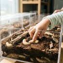 일구농장 | 충북 증평 굼벵이 곤충농장, 아이랑 꼭 가야 할 이유