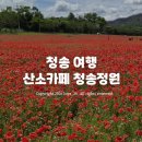 산소카폐 청송정원 (2) | 산소카페 청송정원 방문 후기 - 42,000평 꽃 양귀비의 붉은 향연