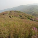 지리산 바래봉 산행답사를 다녀와~ 이미지