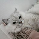 반려하다 | 고양이 벤토나이트 모래 비교 추천, 가성비 vs 품질 어떤 게 좋을까? 내돈내산 후기
