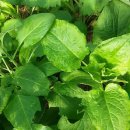 국용농장 이미지