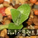 아이스플랜트 효능 이미지