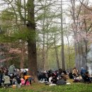 홋카이도의 봄을 알리는 벚꽃축제&홋카이도 신궁,마루야마 공원에서 즐기는 징기스칸 파티.! 이미지