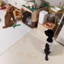 두리그루밍 | 25년 3월 두리 일상
