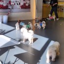 멍쉬멜로 이미지