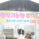 양평단월 고로쇠축제 팸투어후기 2탄