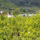 소곡금자정마을 이미지