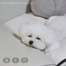 펜디멍 네이버블로그