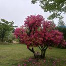 봄날의꽃 - 고양시 일산동구 중앙로1275번길 38-10 | 봄날의꽃