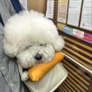 티 몽 | 몽모아티 어썸백 블루 강아지이동가방 내돈내산 실사용 후기