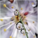 아침이슬 이미지