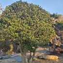 힐링펜션 | 전주 고덕펜션 힐링 방문 후기 | 전주독채펜션 완주독채펜션 추천!