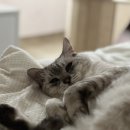 벳메이트 이미지