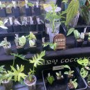 레오마켓 | 20240309 레오플랜츠 식마켓 후기