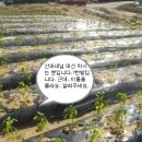 을숙도농장