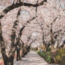 전국 2024 벚꽃 축제 일정 총정리 (+개화시기 및 만개시기) 이미지