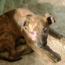 (주)산강아지 이미지