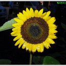 미소주유소 이미지