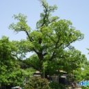 당진 삼월리 회화나무[ Pagoda Tree of Samwol-ri, Dangjin , 唐津 三月里 회화나무 ]충청남도 당진시 송산면에 이미지