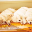 다디자인 이미지