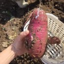 서원농장 | 날씨좋은 가을 주말 연휴에 아이들과 가기좋은 체험도 할수있고 놀기도좋고 조용한 농장 캠핑장 서원농원