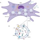 Re: Mesenchymal stem cell-derived extracellular vesicles 2022 nature 이미지