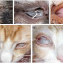 도곡 치유 동물병원 이미지