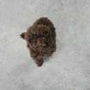 몽냥몽냥 강아지분양 은평점 이미지