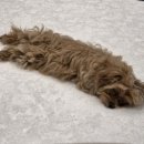 은동이네 이미지